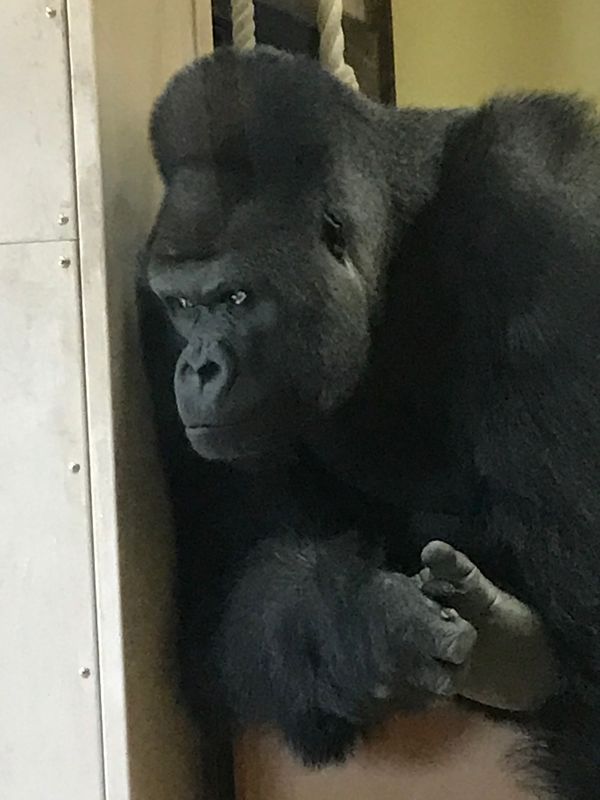 「名古屋一人旅」の写真：シャバーニは本当にイケメンゴリラ！