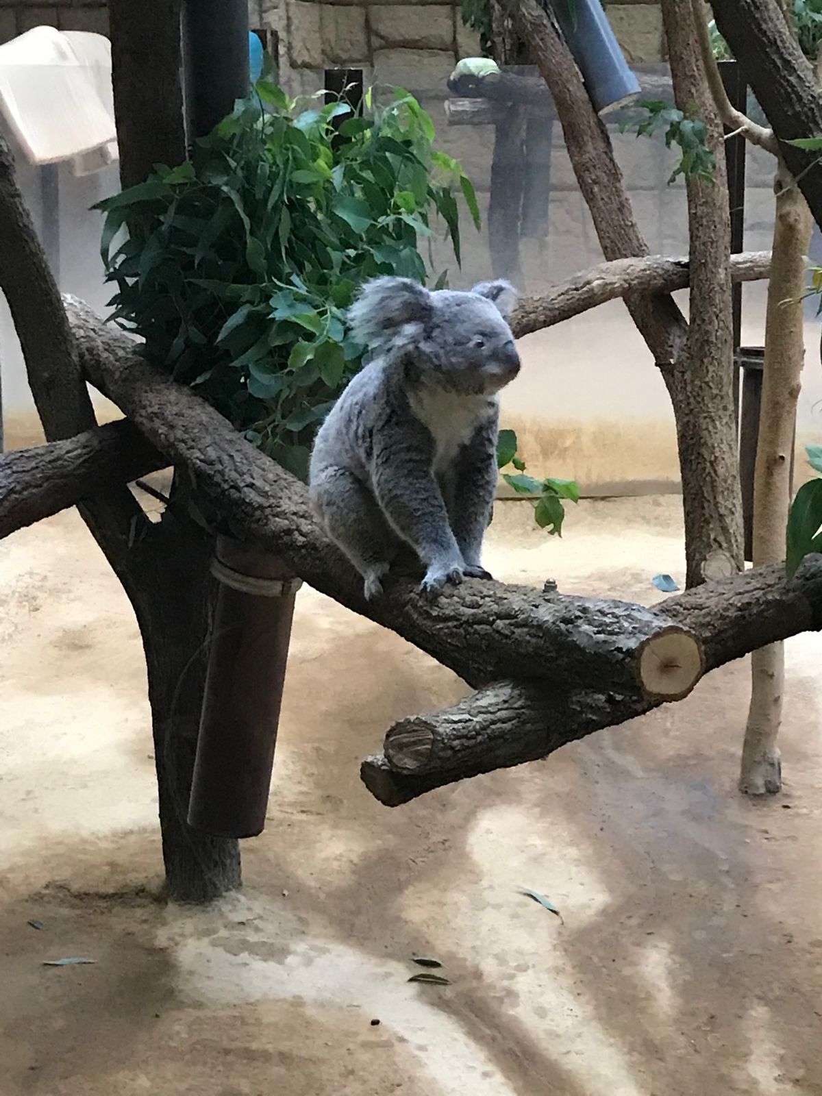 シャバーニは本当にイケメンゴリラ！