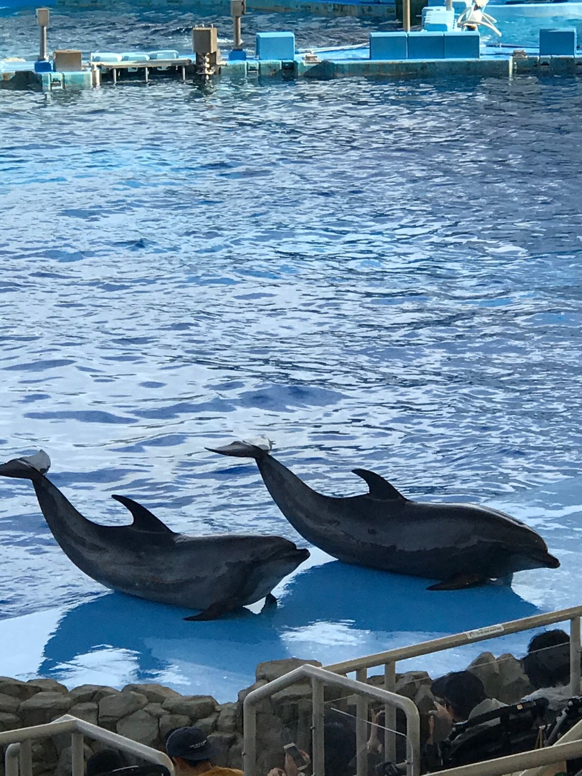 シャバーニは本当にイケメンゴリラ！