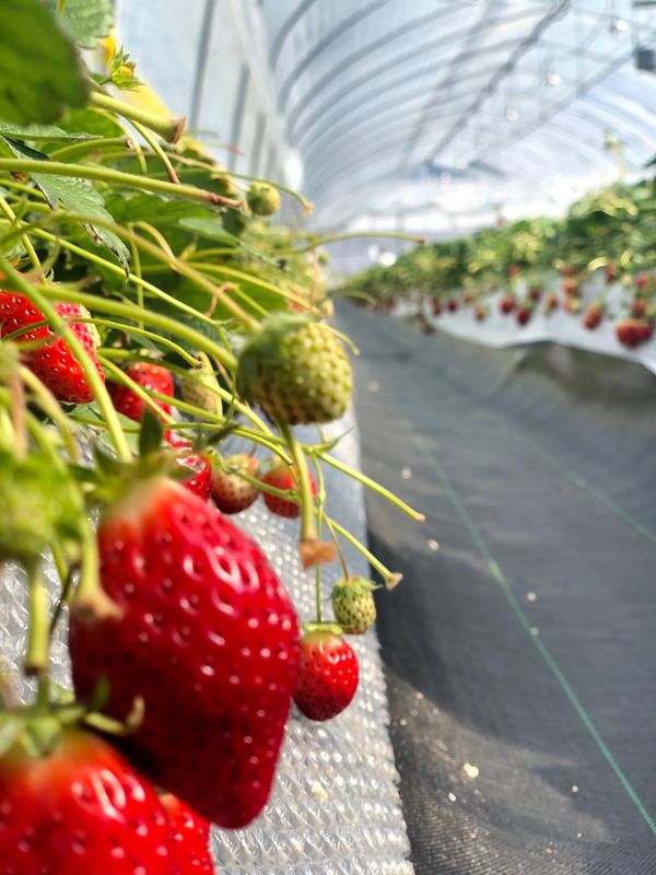 日本・栃木県「イチゴ狩り」の写真