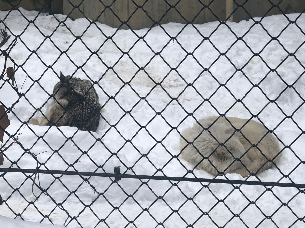 雪の秋田駅から大森山動物園