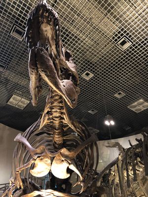 国立科学博物館