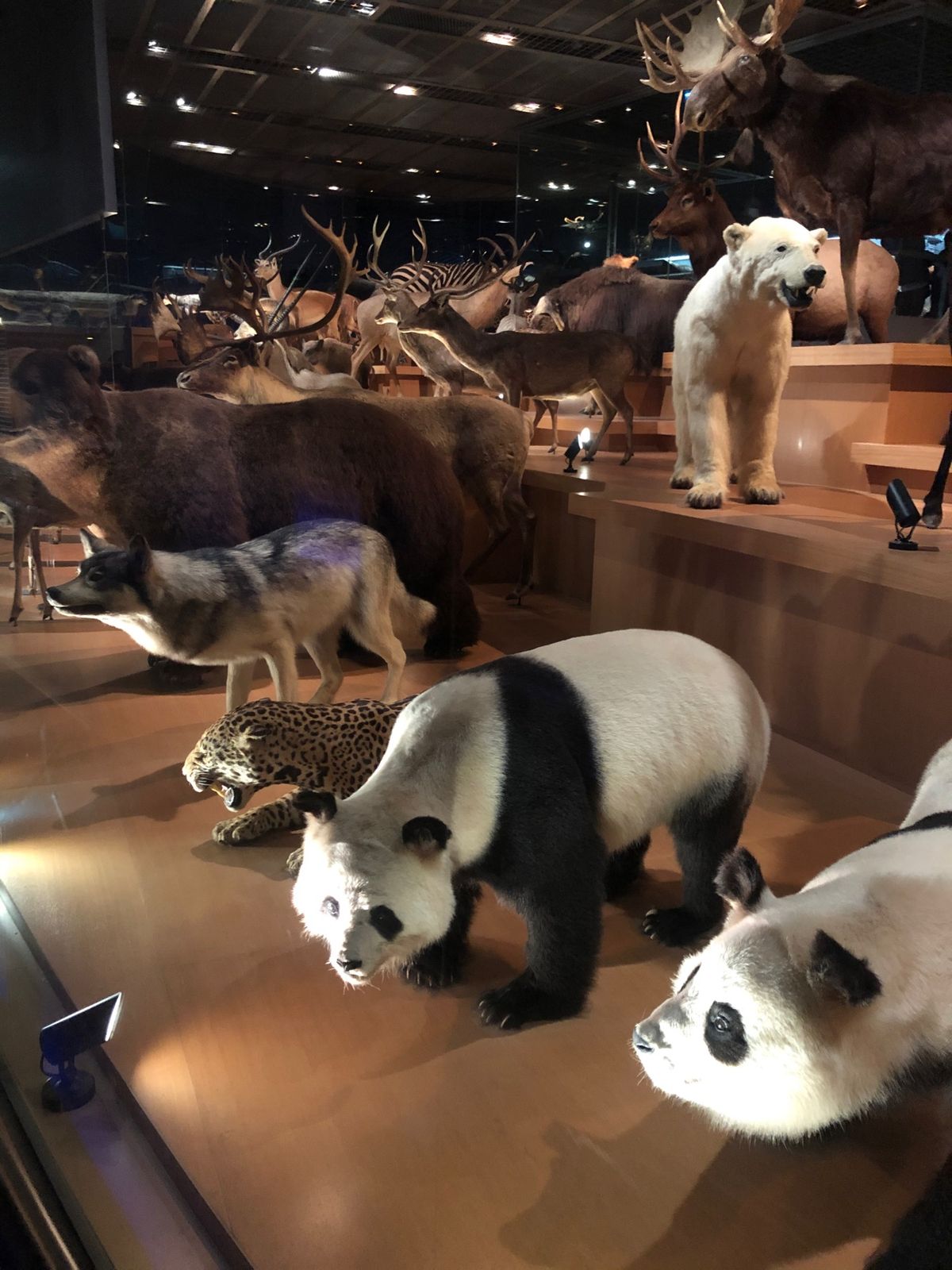 国立科学博物館