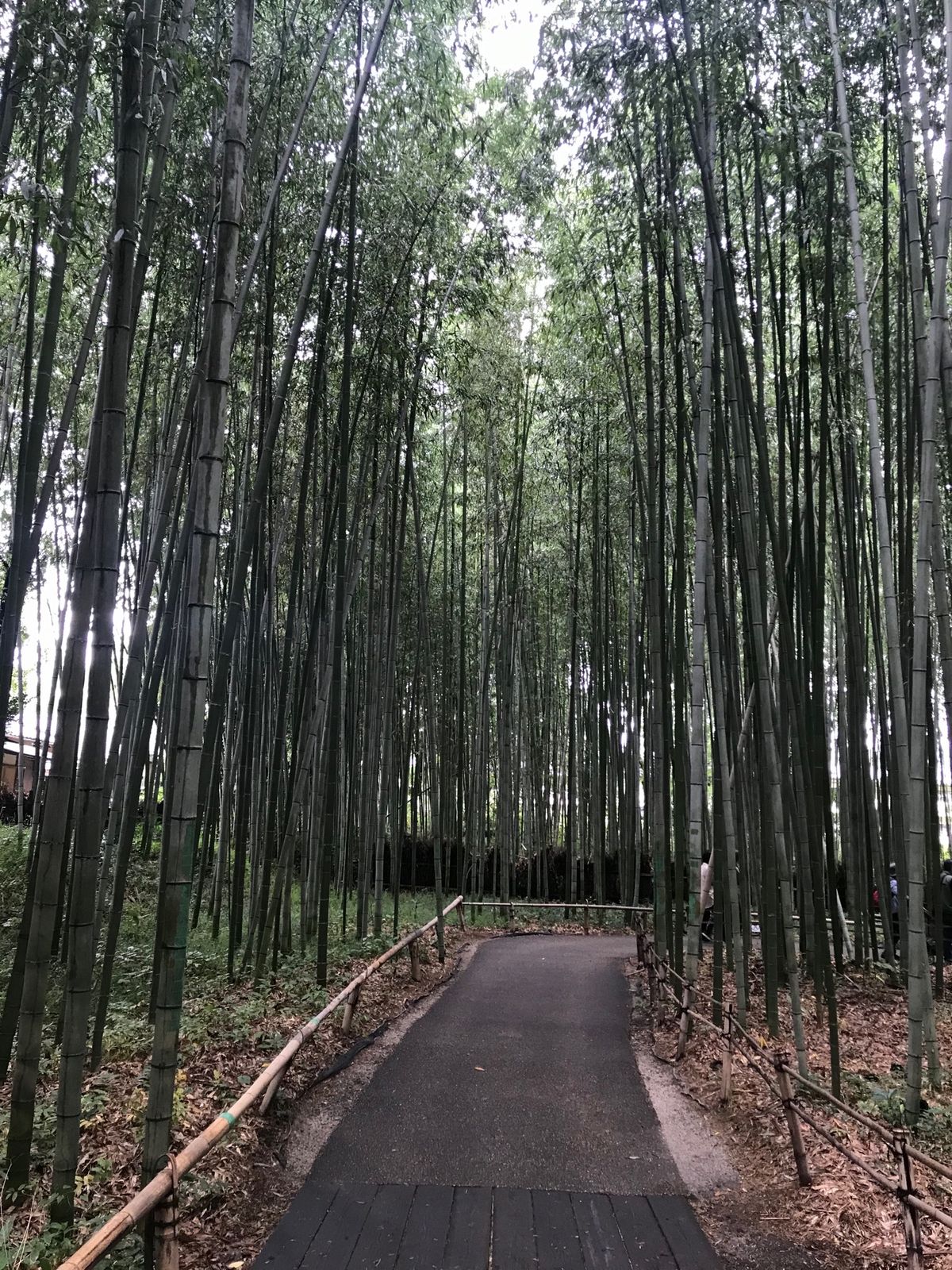 1枚目と2枚目、瑠璃光院
3枚目と4枚目、嵐山