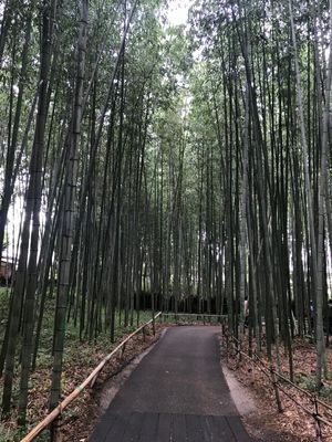 1枚目と2枚目、瑠璃光院
3枚目と4枚目、嵐山
