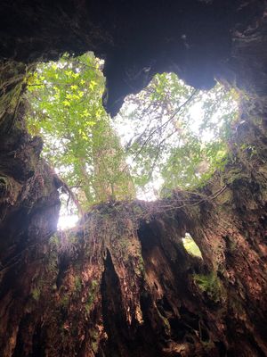 白谷雲水峡、縄文杉に行きました。