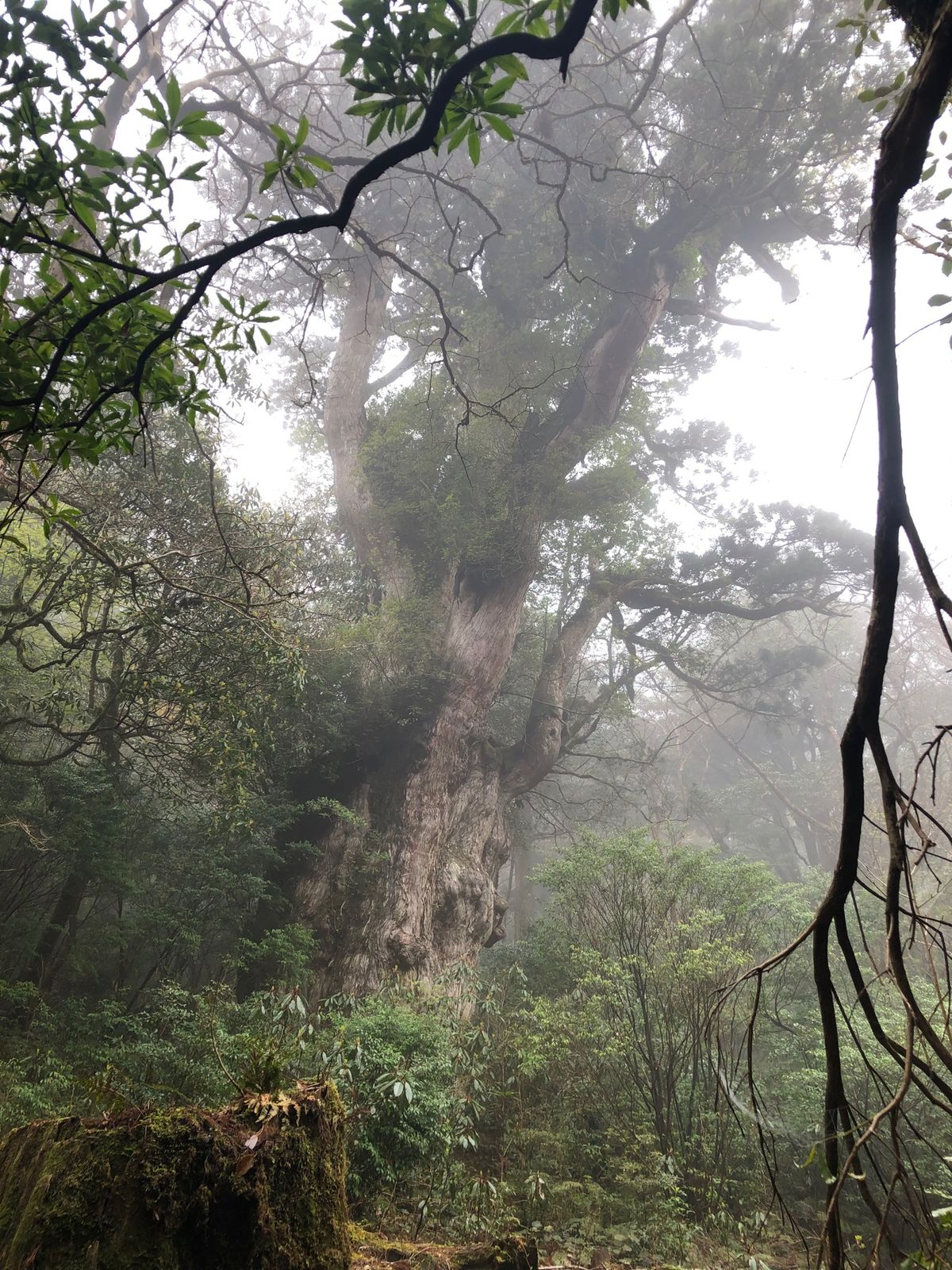 白谷雲水峡、縄文杉に行きました。