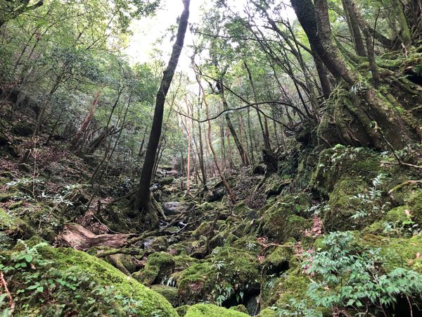 日本・鹿児島県「屋久島ひとり旅」の写真：白谷雲水峡、縄文杉に行きました。