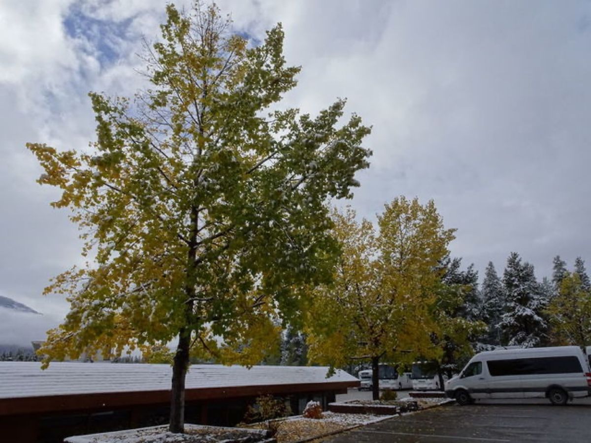 1枚目はビッグホーン・シープ、2枚目は黄葉、3枚目はモレイン湖、4枚目はア...