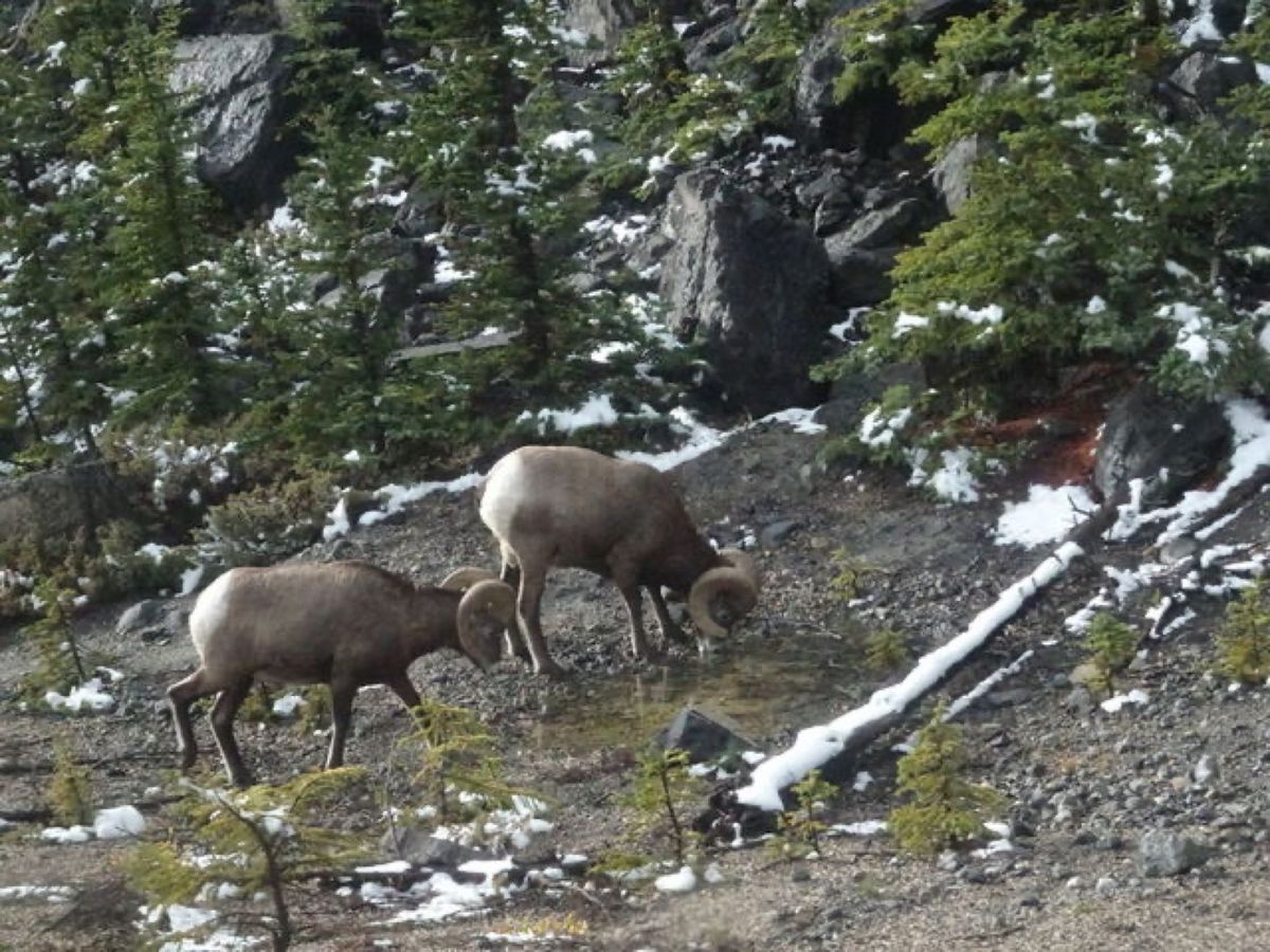 1枚目はビッグホーン・シープ、2枚目は黄葉、3枚目はモレイン湖、4枚目はア...