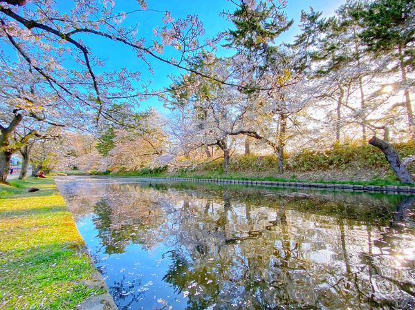 日本・青森県「【青森観光】弘前城の桜」の写真