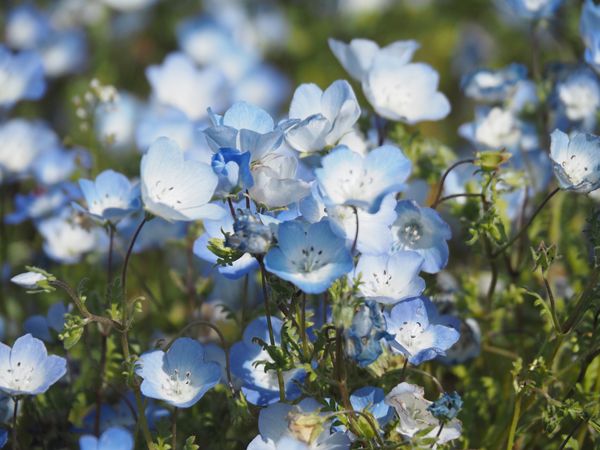 日本・茨城県「ネモフィラの丘」の写真：ネモフィラの丘