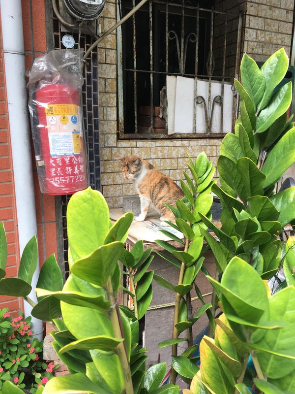 台湾・九份「初台湾旅行」の写真