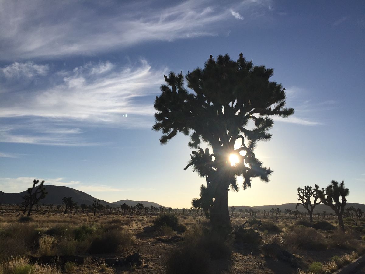 トレッキング後のお昼過ぎ、運転好きでもないのにアメリカのサイズ感を間違いル...