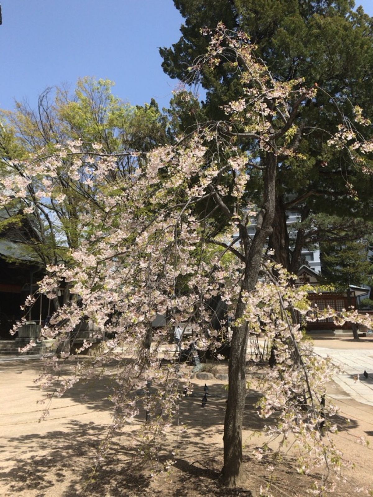 松本城を散策。
もうすでに葉桜。
まさに新緑の季節。