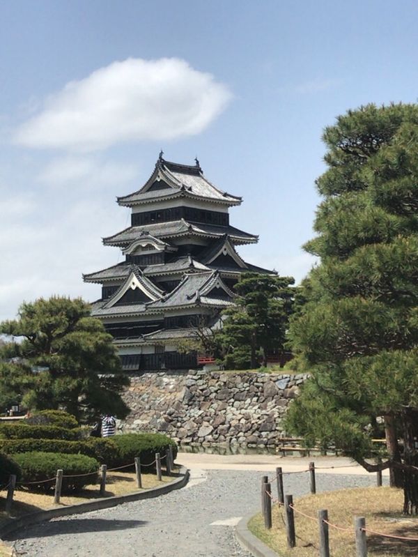 日本・長野県「信州の春を確認しに新緑の松本」の写真：松本城を散策。
もうすでに葉桜。
まさに...