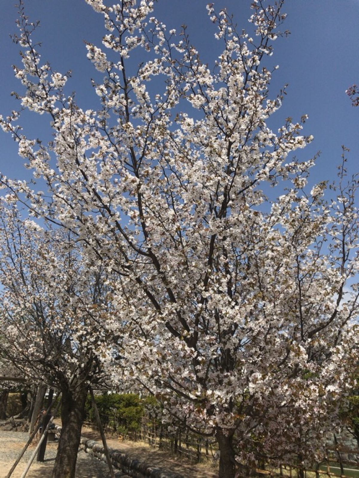 松本の締めは麺匠佐蔵さんでラーメン。
お蕎麦じゃないんだ。。と言うツッコミ...