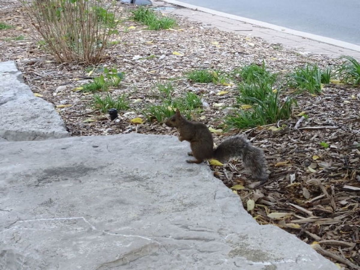 1枚目はリス、2枚目から4枚目はプロスペクト公園のプロスペクト・ポイントか...