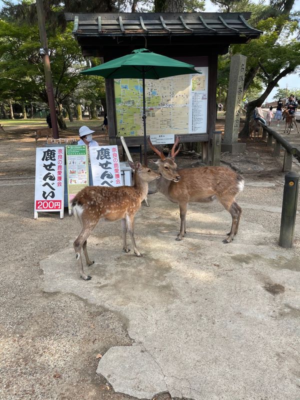 日本・奈良県「出張ついでに奈良観光」の写真