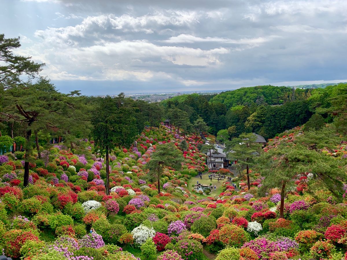 青梅の塩船観音寺。
モコモコのツツジがカラフルで可愛い💕