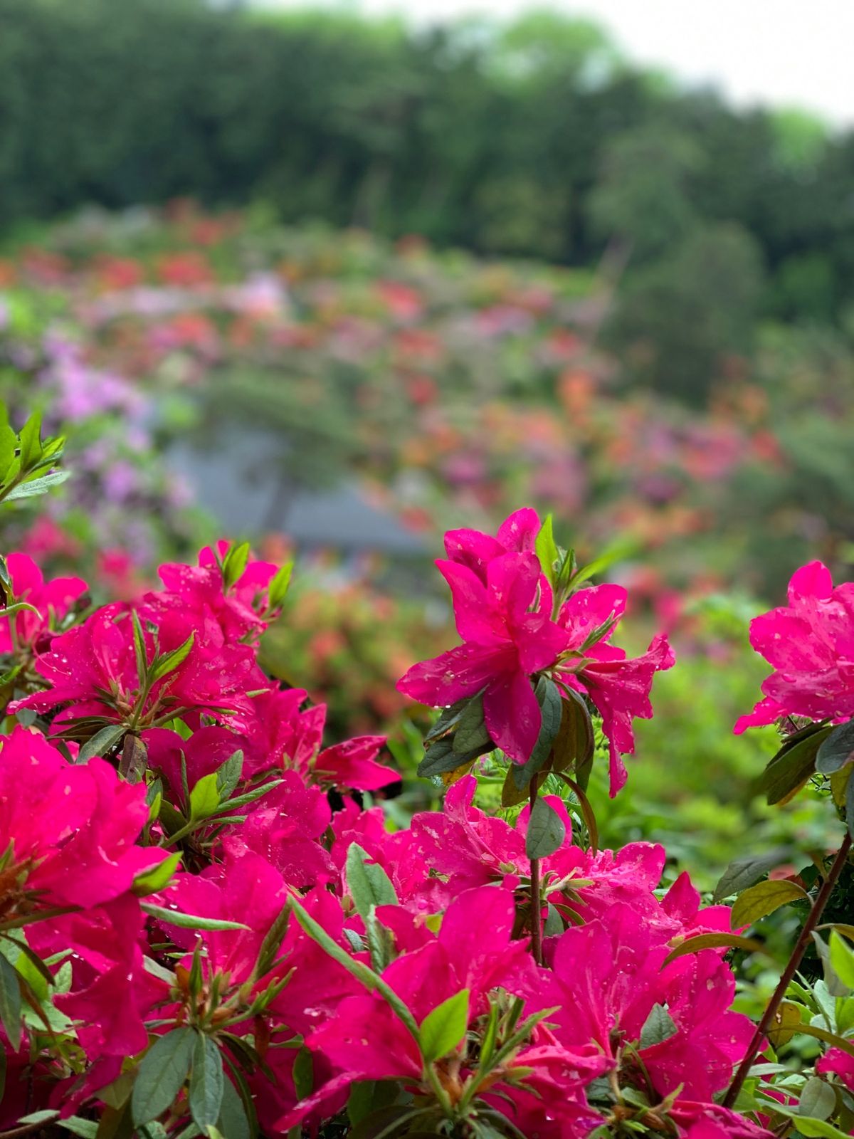 青梅の塩船観音寺。
モコモコのツツジがカラフルで可愛い💕