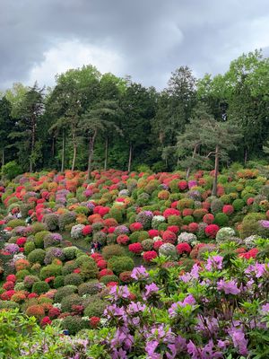 青梅の塩船観音寺。
モコモコのツツジがカラフルで可愛い💕