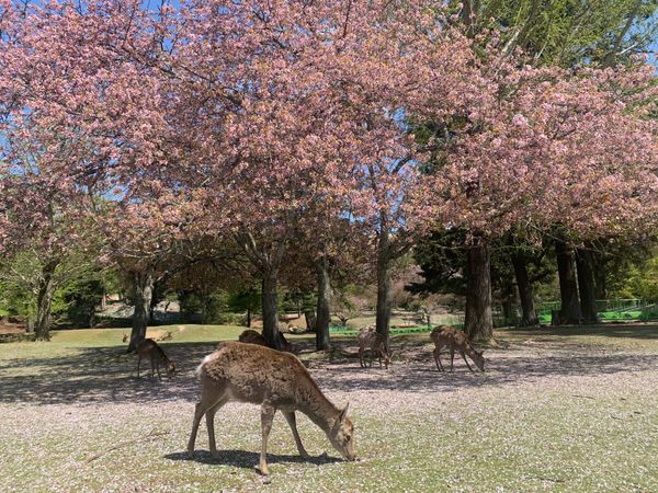 日本・奈良県「奈良公園　花見」の写真