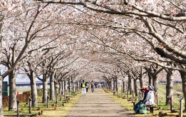 日本・兵庫県「小野桜回路」の写真