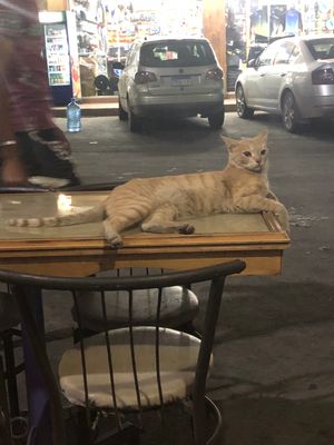 お店で焼いた魚の料理を注文したら、ネコがずっと見てて、何回も魚をねらって、...