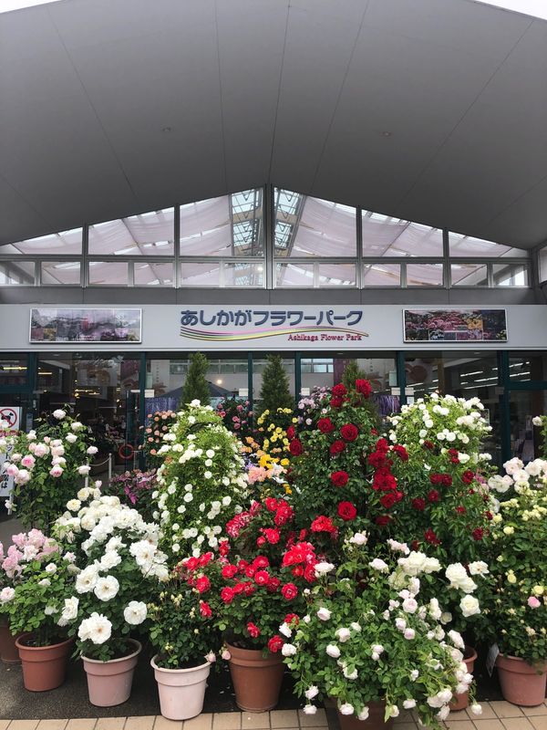 日本・栃木県「栃木✨」の写真：あしかがフラワーパーク