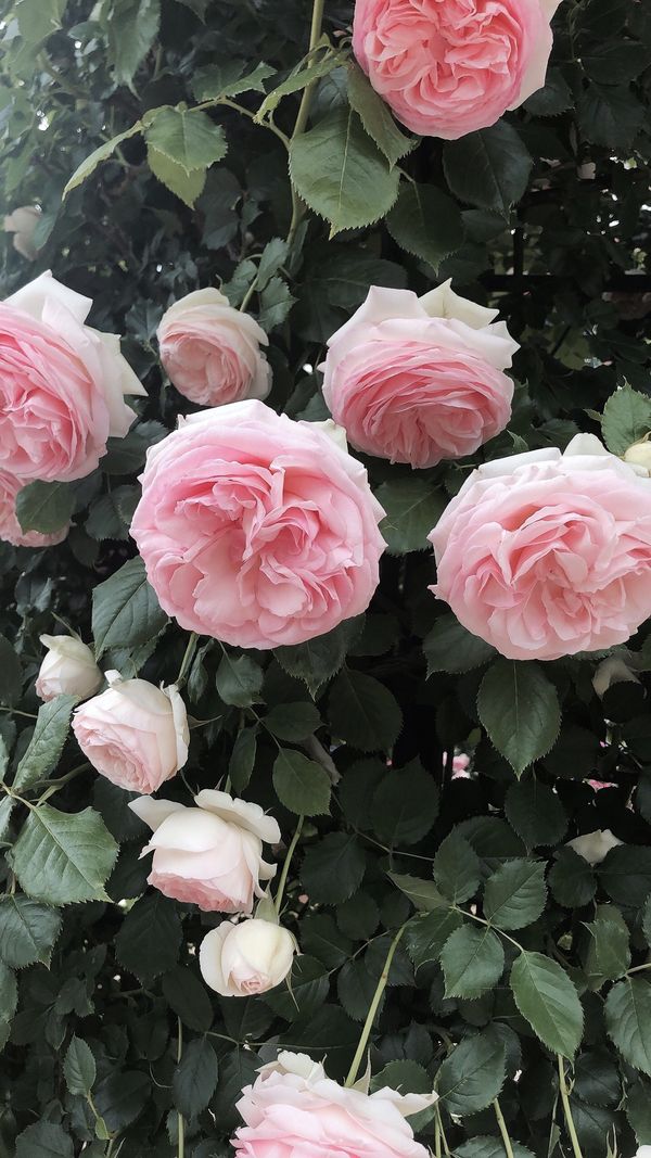 日本・栃木県「栃木✨」の写真