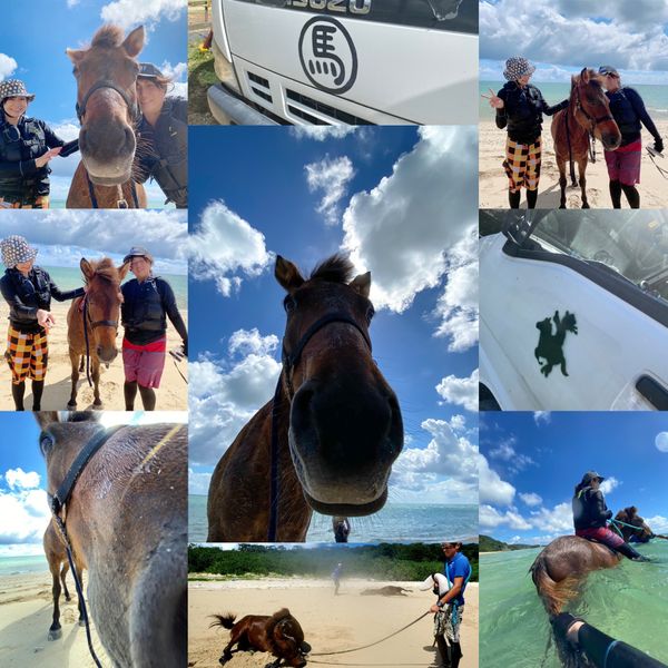 日本・沖縄県「海馬体験」の写真