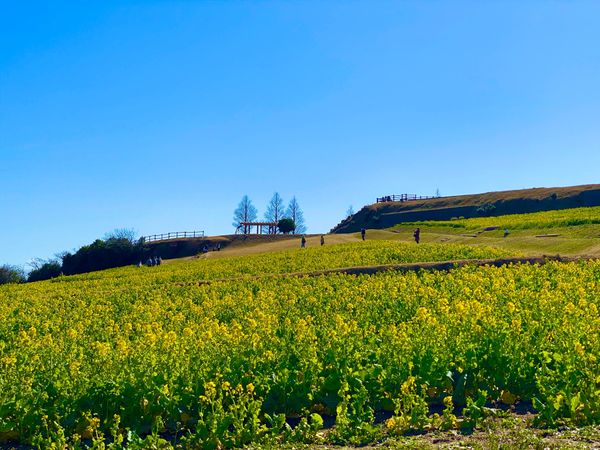 日本・兵庫県「兵庫県淡路島」の写真：①あわじ花さじき
② GARB COST...