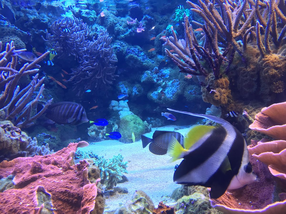 ①志摩地中海村
②英虞湾夕日クルーズ
③鳥羽水族館
④おかげ横丁食べ歩き