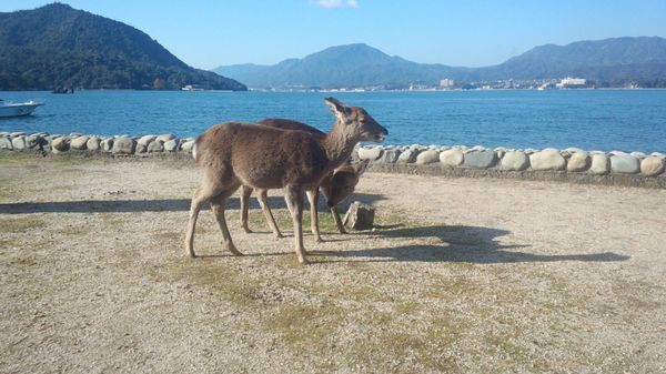 日本・広島「広島・宮島の厳島神社」の写真：鹿