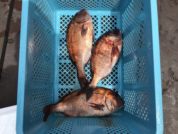 日本・福井県「福井釣り旅行」の写真