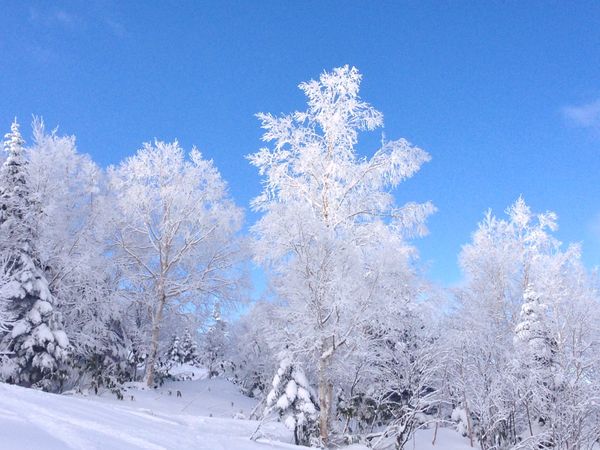 日本・軽井沢「志賀高原スキー旅行」の写真