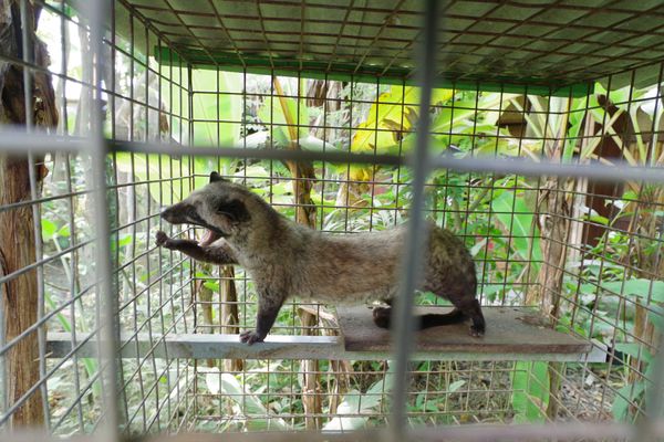 インドネシア・ウブド「Bali」の写真