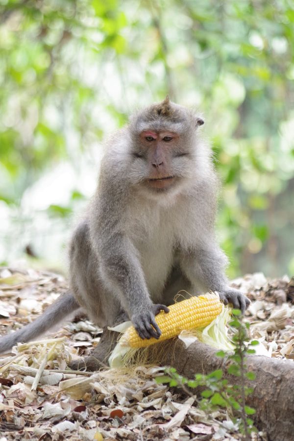 インドネシア・ウブド「Bali」の写真