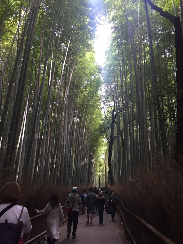 日本・京都府「京都旅行」の写真