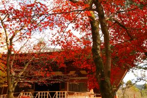 
醍醐寺

