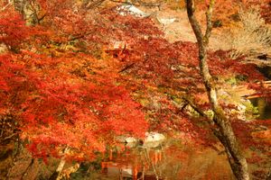 
醍醐寺

