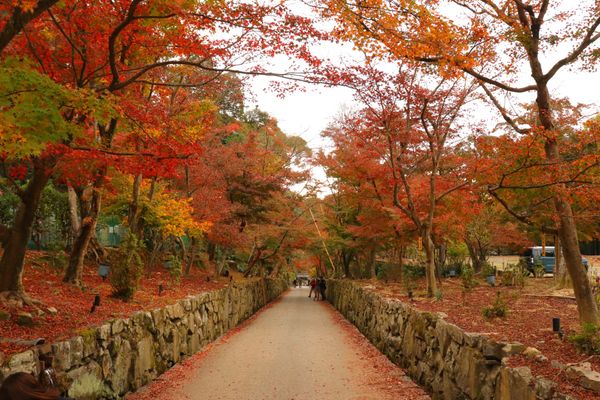 日本・京都府「紅葉狩り-京都」の写真：
興聖寺


