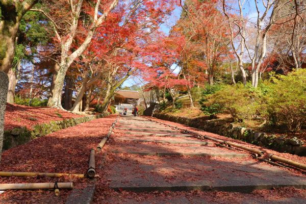 日本・京都府「紅葉狩り-京都」の写真：
毘沙門堂

