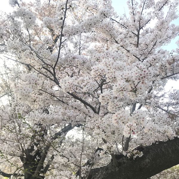 日本・京都府「2021桜」の写真