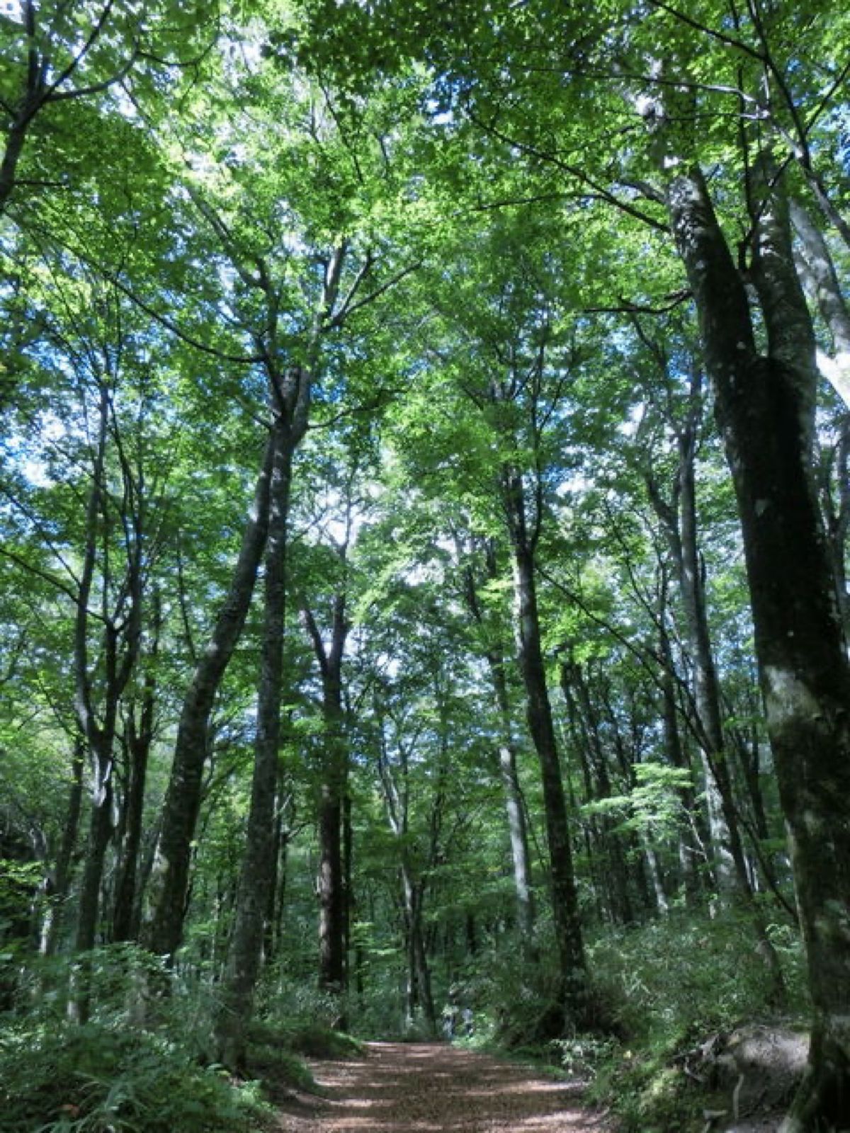 1枚目はニホンザル、2枚目は白神ラインにある滝、3枚目は日本海側から見た白...