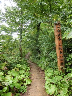 1枚目は津軽峠にあるぶな巨木、ふれあいの径、2枚目は津軽峠、3枚目はぶな巨...
