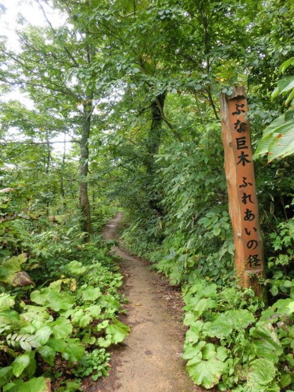 日本・青森県「世界遺産「白神山地」」の写真：1枚目は津軽峠にあるぶな巨木、ふれあいの...