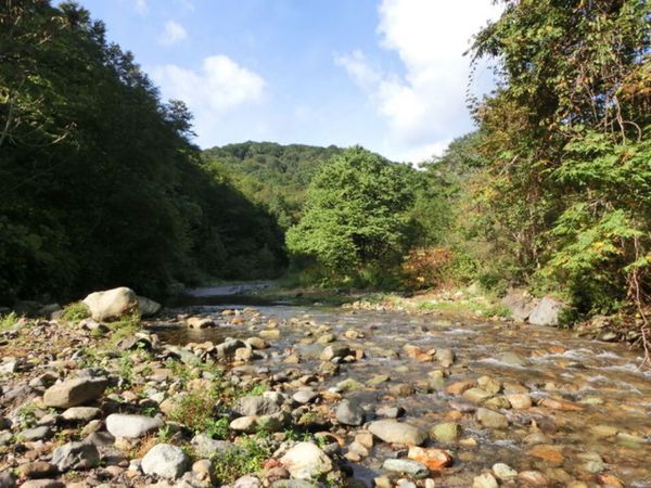 日本・青森県「世界遺産「白神山地」」の写真：全ては暗門渓谷にある世界遺産の径、ブナ林...