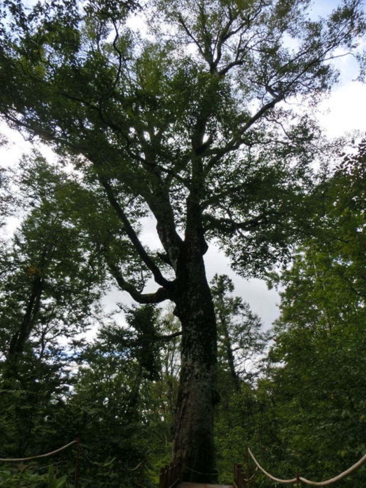 1枚目は津軽峠にあるぶな巨木、ふれあいの径、2枚目は津軽峠、3枚目はぶな巨...